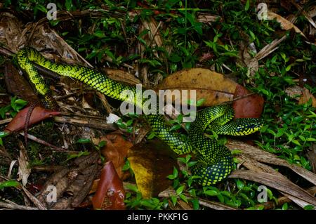 Un Smith's Mountain Pit Viper (Trimeresurus malcolmi) dans le Parc National du Mont Kinabalu, Sabah, Malaisie Orientale, Bornéo Banque D'Images