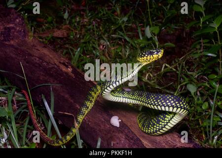 Un Smith's Mountain Pit Viper (Trimeresurus malcolmi) dans le Parc National du Mont Kinabalu, Sabah, Malaisie Orientale, Bornéo Banque D'Images