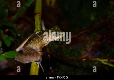 Un Torrent de montagne (Meristogenys kinabaluensis grenouille) perché dans la végétation dans le Parc de Kinabalu, Sabah, Malaisie Orientale, Bornéo Banque D'Images