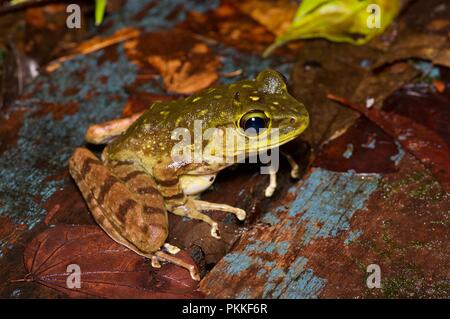 Un Torrent de montagne (Meristogenys kinabaluensis grenouille) sur le sol de la forêt dans le Parc de Kinabalu, Sabah, Malaisie Orientale, Bornéo Banque D'Images