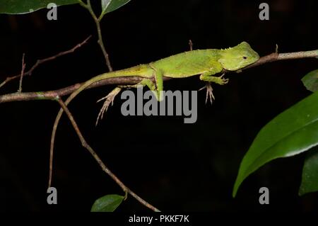 Un sourcil de Mocquard Lizard (Phoxophrys cephalum) drapé dans la végétation de nuit dans le Parc de Kinabalu, Sabah, Malaisie Orientale, Bornéo Banque D'Images