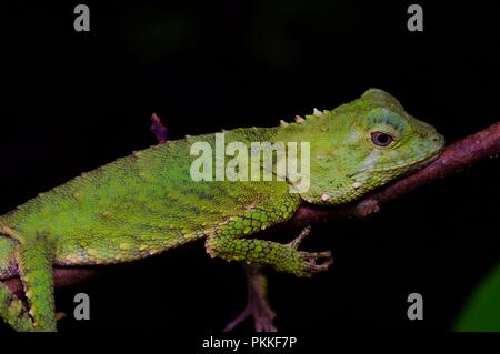 Un sourcil de Mocquard Lizard (Phoxophrys cephalum) drapé dans la végétation de nuit dans le Parc de Kinabalu, Sabah, Malaisie Orientale, Bornéo Banque D'Images