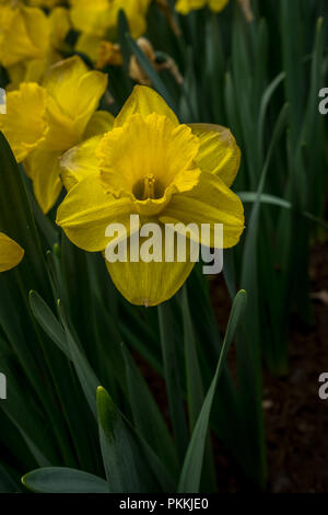 Pays-bas,Lisse,Europe, close-up de fleurs jaune jonquille SUR TERRAIN Banque D'Images