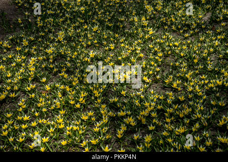 Pays-bas,Lisse,Europe, FULL FRAME SHOT DE PLANTES JAUNE FRAIS Banque D'Images