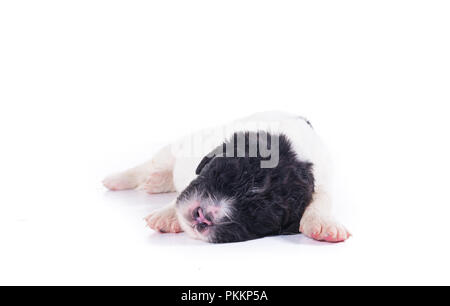 Chien landseer devant isolé sur fond blanc Banque D'Images