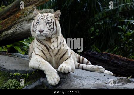 Tigre blanc majestueux Banque D'Images