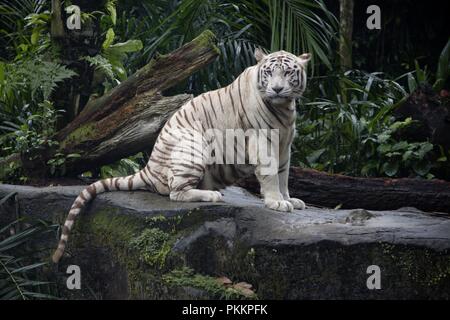 Tigre blanc majestueux Banque D'Images