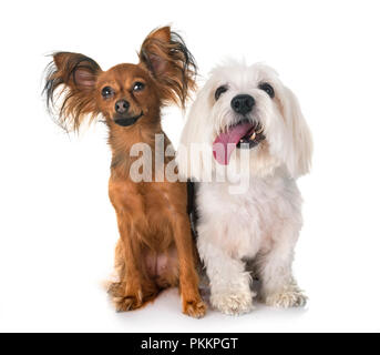 Russkiy Toy et Coton de Tuléar in front of white background Banque D'Images