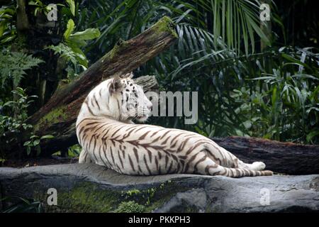 Tigre blanc majestueux Banque D'Images