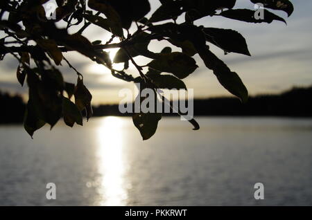 Coucher de soleil magique sur un lac calme en Dalécarlie Banque D'Images