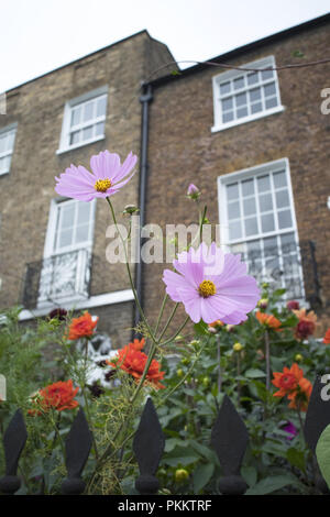 Cosmos de plus en jardin à l'avant d'une maison géorgienne dans la colline, Downshire Hampstead, Londres NW3, England, UK Banque D'Images