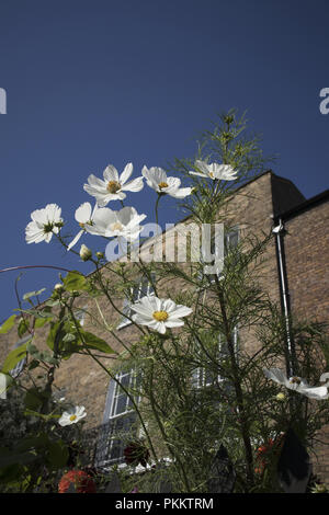Cosmos devant jardins d'une maison géorgienne dans la colline, Downshire Hampstead, Londres NW3, England, UK Banque D'Images