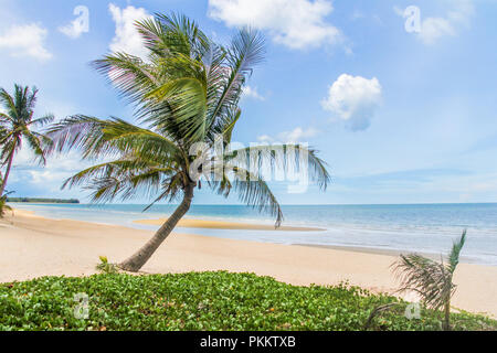 Palm tree on tropical beach, Prachuap Khiri Khan, Thaïlande Banque D'Images