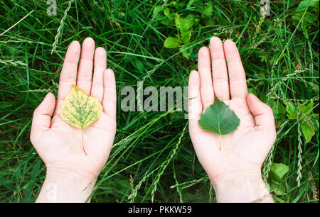 Jaune et vert de germer dans les paumes de mains. Le concept de la conservation, l'écologie, de l'environnement Banque D'Images