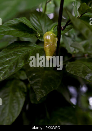 Pod croissante de piment bhut jolokia violet Banque D'Images