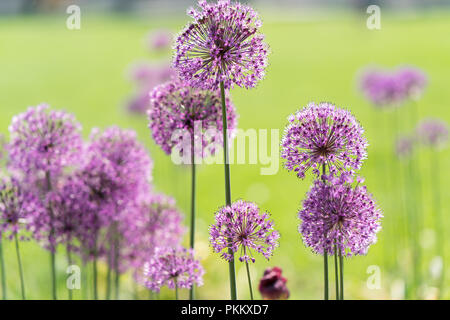 Photo en gros plan d'allium purple Blossom. Banque D'Images