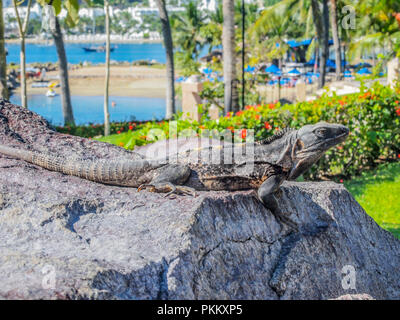 Iguana profiter du soleil sur une pierre avec de la végétation verte dans la plage Banque D'Images