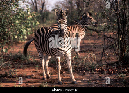 Zèbre des plaines (Equus burchellii), Kruger National Park, Mpumalanga, Afrique du Sud Banque D'Images