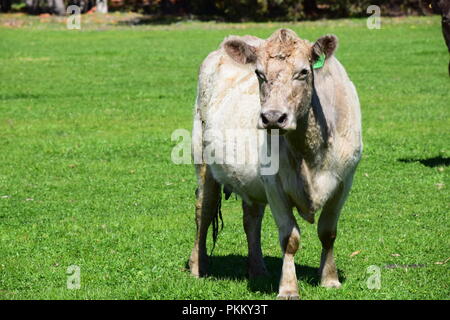 Vache blanche dans le champ Banque D'Images