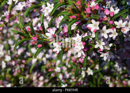 Abeille sur fleur Banque D'Images