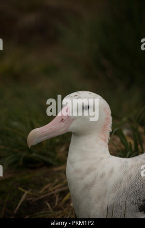 Une femelle adulte (Diomedia exulans Albatros) l'incubation sur son nid sur l'île Bird, Géorgie du Sud, sub-antarctiques Banque D'Images