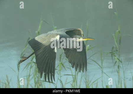 Héron cendré en vol au dessus des roselières sur un matin brumeux tout comme le soleil se lève au mur jambon réserve naturelle RSPB à Somerset, Angleterre Banque D'Images