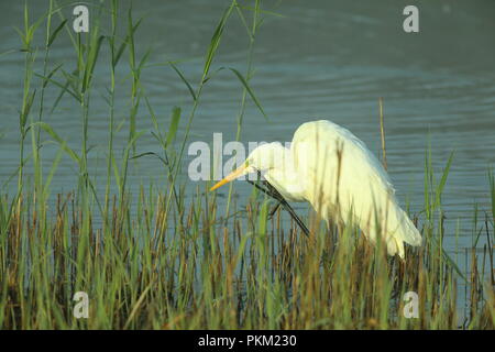 Grande Aigrette chasse en roselière au premier feu sur l'automne ensoleillé matin au mur jambon réserve naturelle RSPB à Somerset, Angleterre Banque D'Images