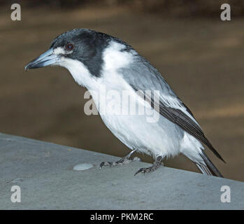 Butcherbird grey australienne, Cracticus torquatus, sur le bord de table de pique-nique à Crows Nest National Park, Queensland Banque D'Images