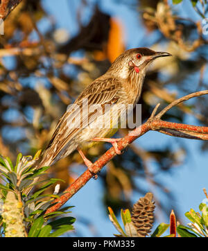 Wattlebird Rouge Australienne, Anthochaera carunculata, perché sur une branche d'arbre sur fond de ciel bleu et le feuillage dans la forêt du parc national de la baie Crowdy, EN IN Banque D'Images