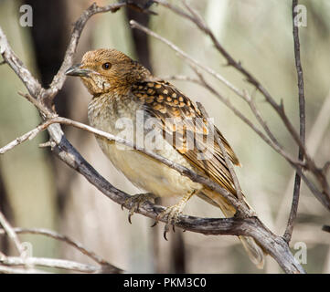 Femme oiseau repéré, Chlamydera maculata, perché sur une branche d'arbre contre la lumière fond brun à Culgoa National Park NSW Australie Banque D'Images