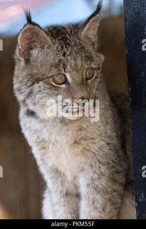 Les Lynx pairs hors de son terrier Banque D'Images