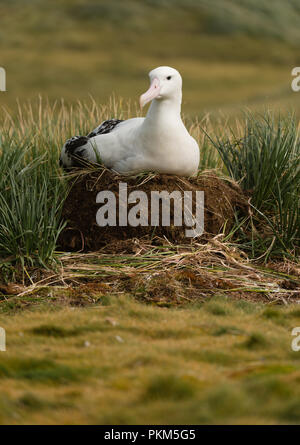 Une femelle albatros hurleur (Diomedia exulans) sur son nid sur l'île Bird, Géorgie du Sud, sub-antarctiques Banque D'Images