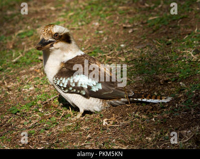 Laughing Kookaburra Australie Dacelo novaeguineae, sur le sol à la recherche de nourriture à Towarri , Parc National Banque D'Images