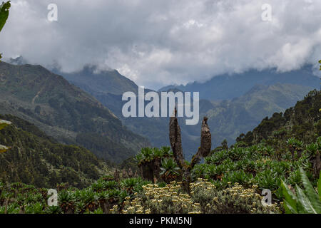 Dans la vallée Bujuku des Monts Rwenzori (Ouganda) Banque D'Images