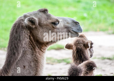 Avec sa progéniture, chameau chameau bébé, allongé sur l'herbe, au parc zoologique Banque D'Images