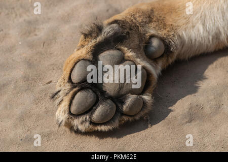 Patte du lion sur le sable au parc zoologique Banque D'Images