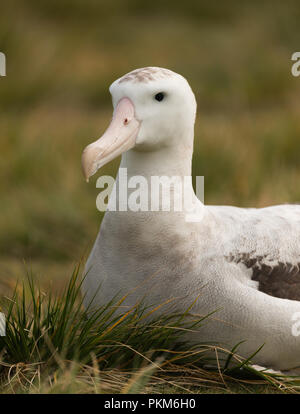 Une femelle albatros hurleur (Diomedia exulans) sur son nid sur l'île Bird, Géorgie du Sud, sub-antarctiques Banque D'Images