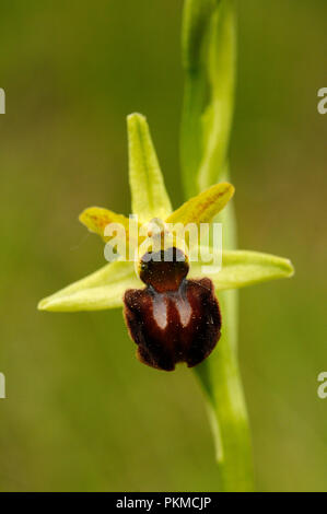 L'Orchidée araignée - Ophrys sphegodes, détail de fleurs Banque D'Images