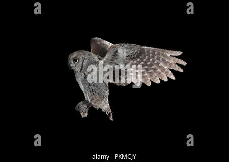 Eurasian scops (Otus scops), voler, la photographie à grande vitesse, en vol de nuit Banque D'Images