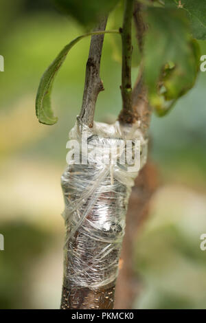 Le greffage d'arbres fruitiers. Plum sur amandier, travaille dans le jardin Banque D'Images