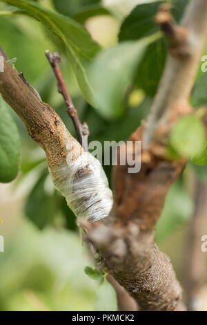 Le greffage d'arbres fruitiers. Plum sur amandier, travaille dans le jardin Banque D'Images