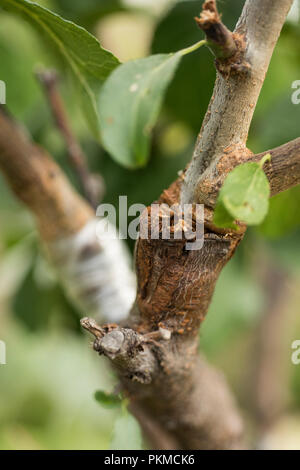 Le greffage d'arbres fruitiers. Plum sur amandier, travaille dans le jardin Banque D'Images