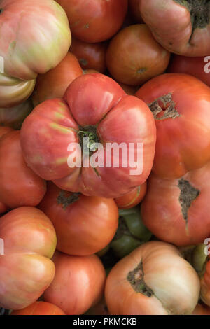 Groupe des tomates fraîchement cueillies dans le jardin Banque D'Images