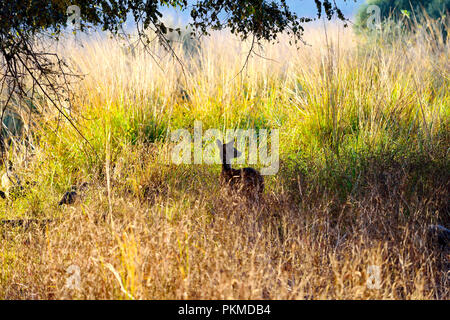 Chevreuil dans la forêt au milieu de la recherche d'aliments, Ranthambore Banque D'Images