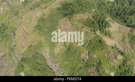 Vue aérienne des rizières en terrasses sur les pentes de la montagne, À Banaue, Philippines. La culture du riz dans le Nord Batad. Forêt, Montagnes couvertes d'arbres. Cordillères des Philippines. Banque D'Images