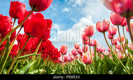 Un champ de tulipes roses et rouges vu d'un point de vue d'insectes du sol à la recherche dans le ciel. Banque D'Images