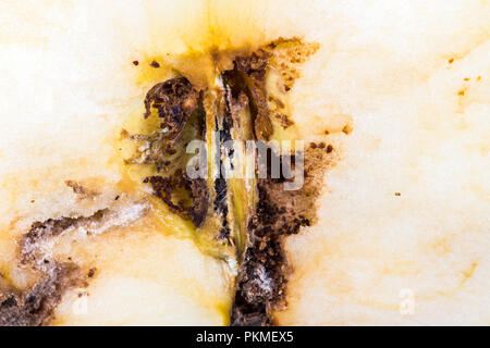 Close up plate trace de carpocapse Cydia pomonella, dans un milieu demi-wormy apple. La tavelure, l'oïdium, champignon Banque D'Images