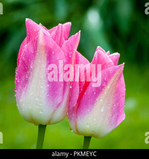 Un champ de tulipes roses et rouges vu d'un point de vue d'insectes du sol à la recherche dans le ciel. Banque D'Images