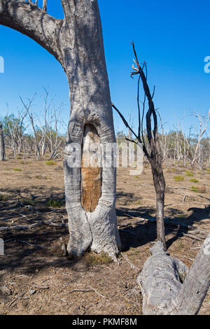 Dans les zones arides de l'arbre marqué historique outback australien sous ciel bleu du paysage au nord du Parc National Culgoa EN IN Banque D'Images