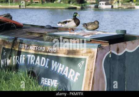 Canard colvert sur le toit d'une péniche sur la Tamise à Runnymede Banque D'Images